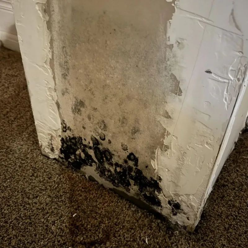 Professional Mold Removal in Rye, NY